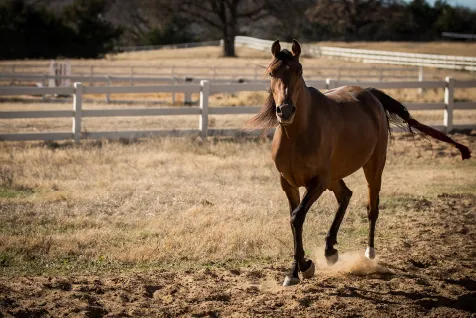 Horses for Sale